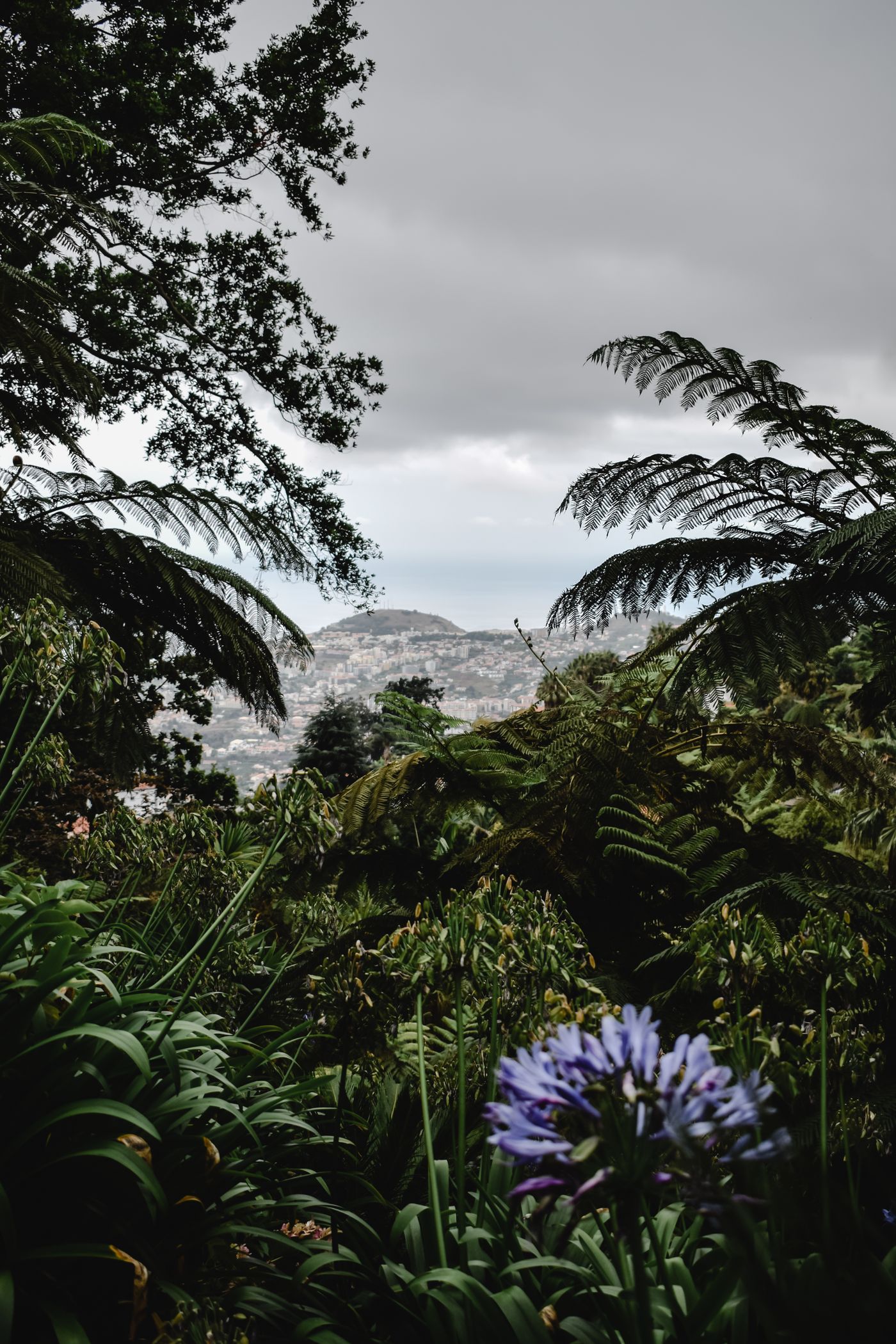 Tree ferns and a purple agapanthus flower in a hillside garden, with Funchal and a mountain in the haze beyond
