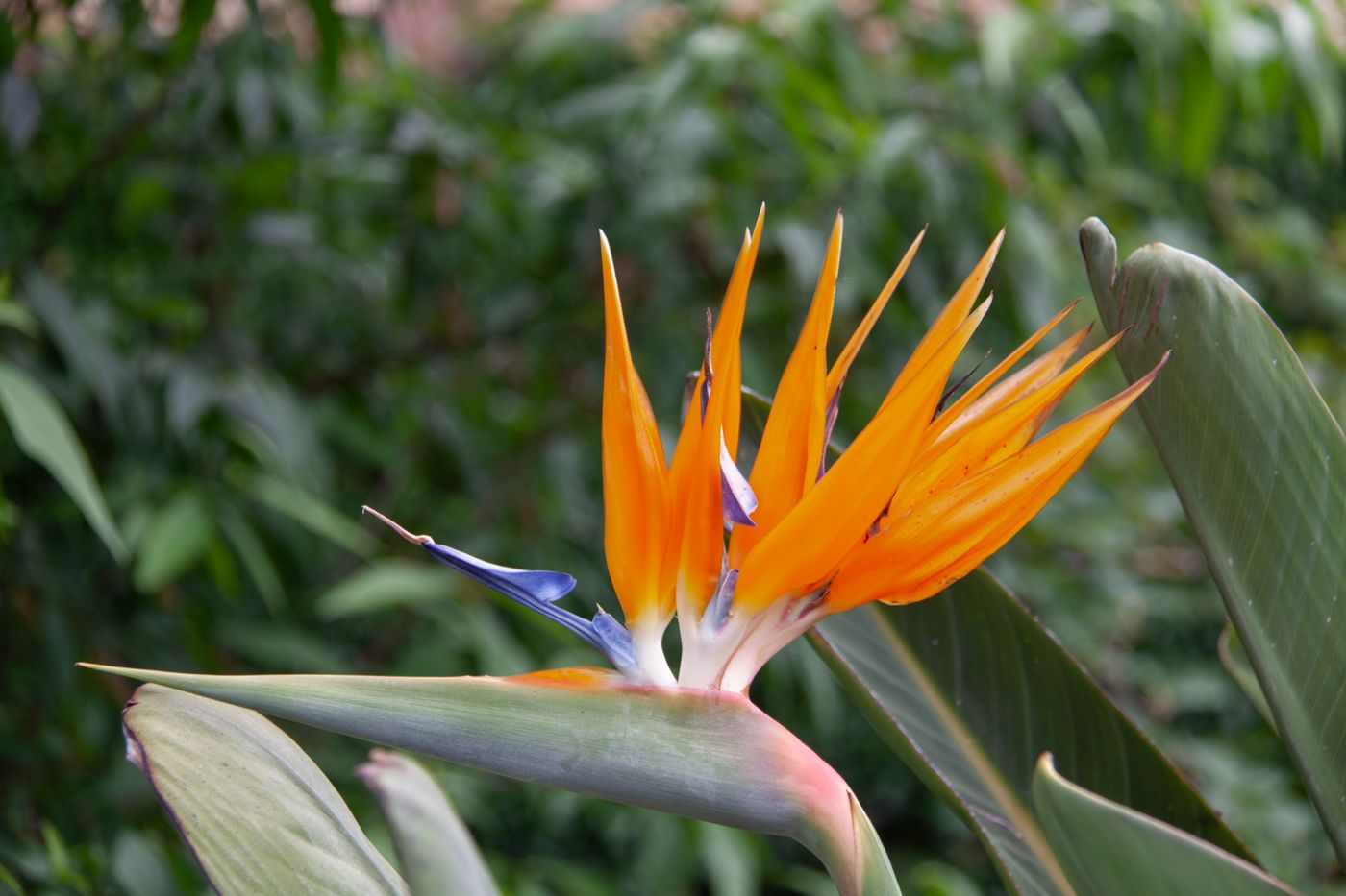 Terraced botanical gardens above Funchal with the bay below