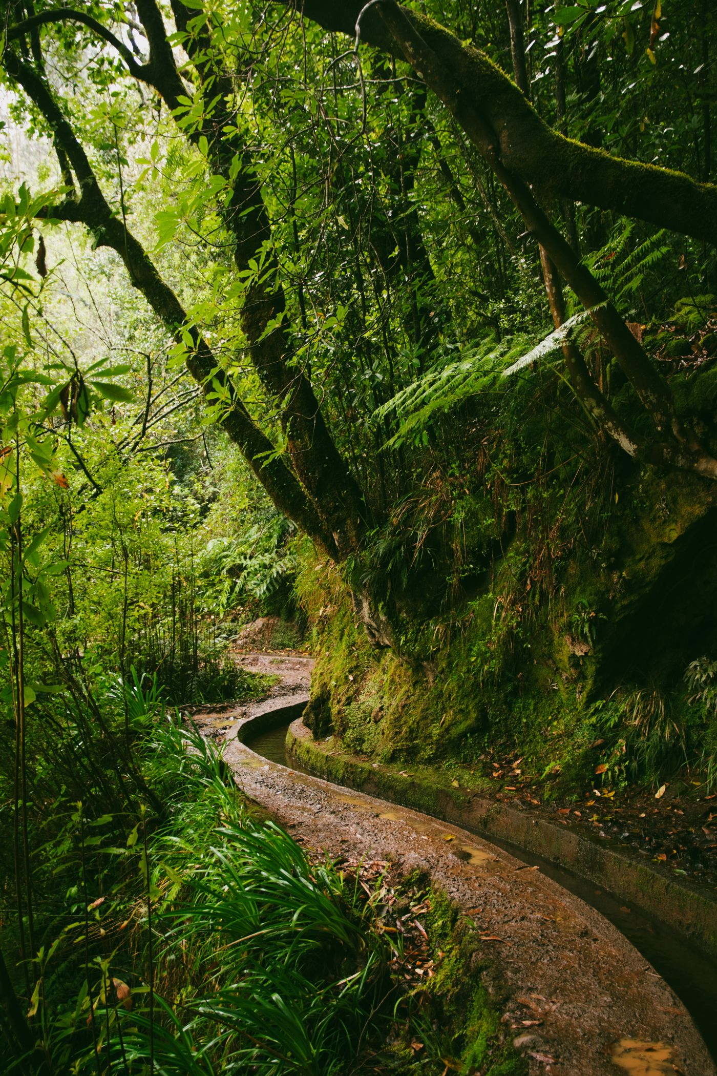 A narrow stone-lined levada water channel curving alongside a footpath through dense green Madeira forest