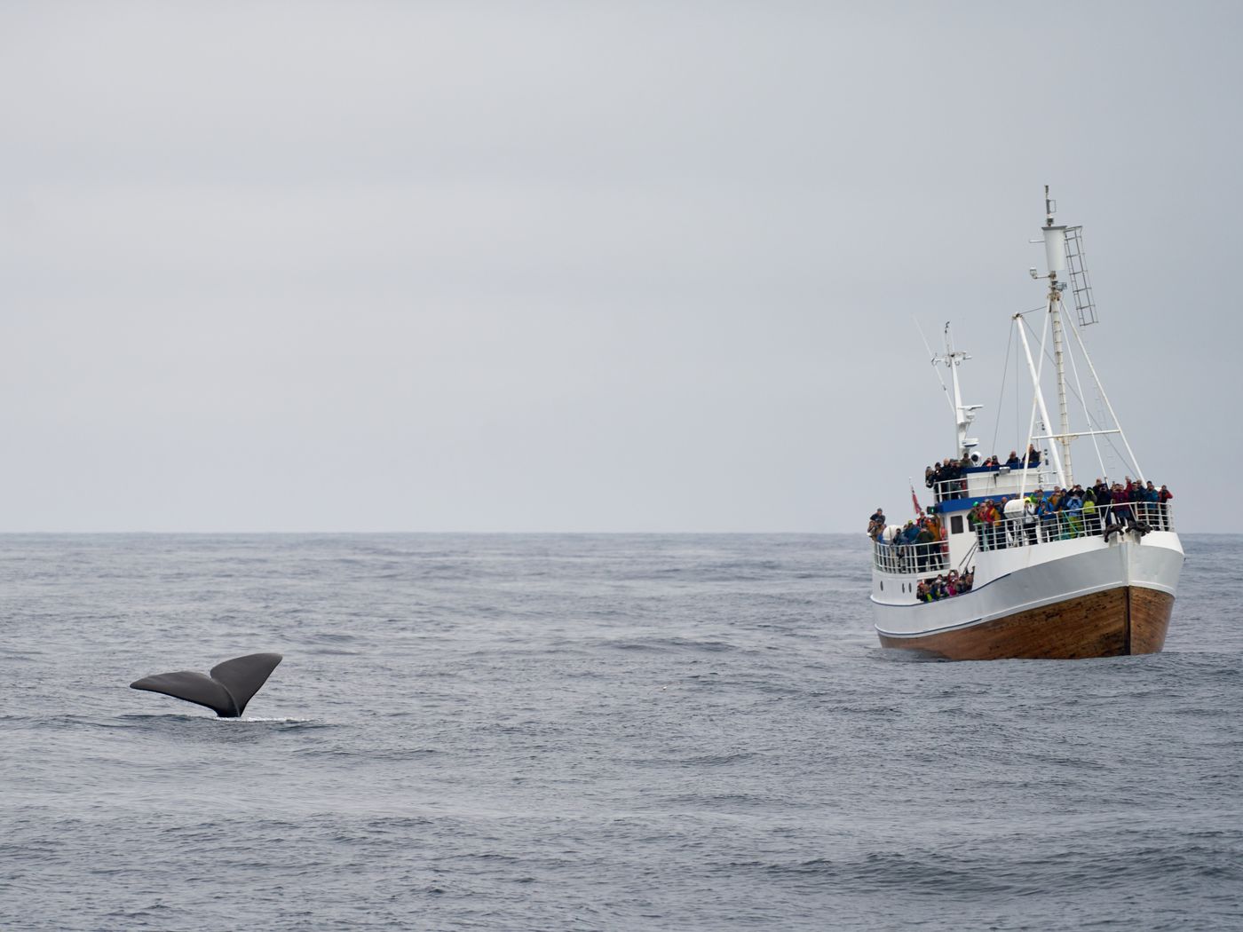 A whale-watching boat of tourists on the open Atlantic, a whale's fluke breaking the surface nearby