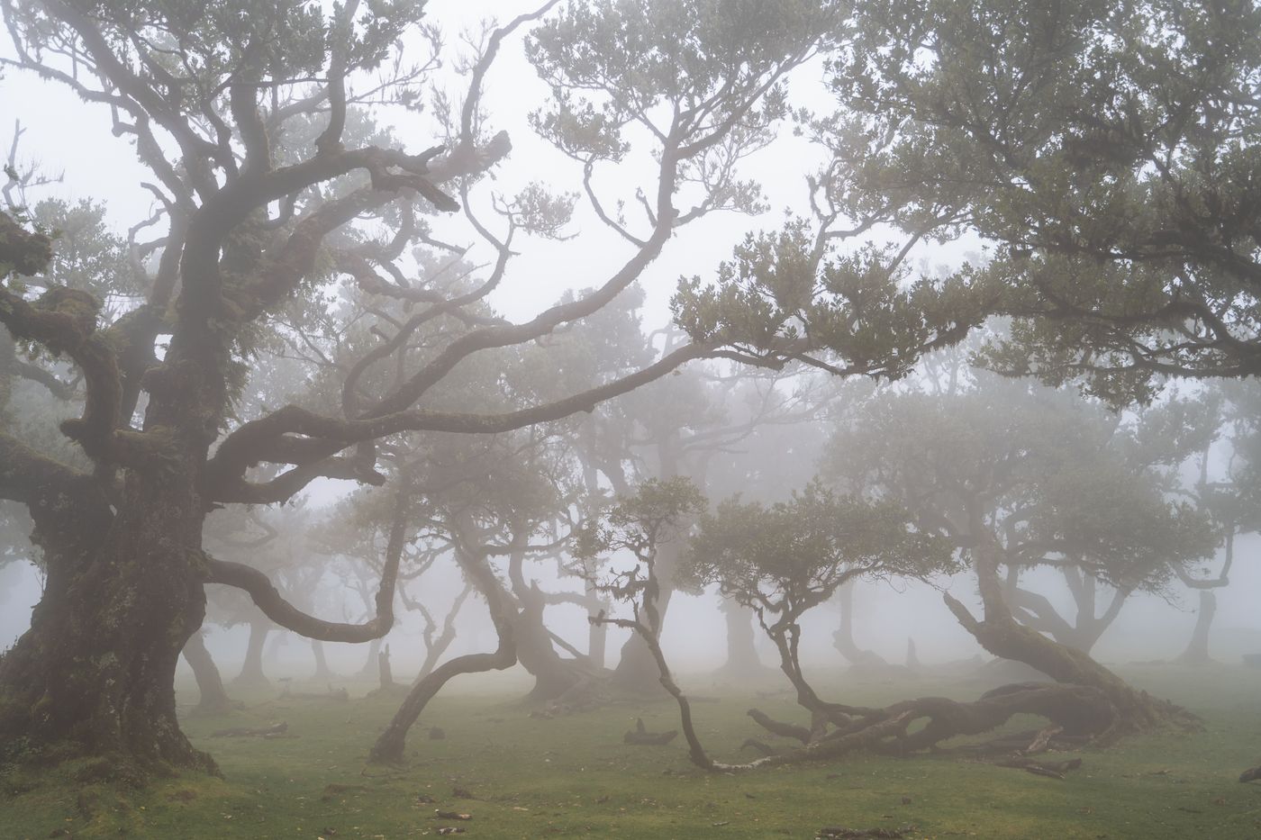 Twisted moss-covered laurel trees with exposed roots emerging from mist on a grassy floor at Fanal