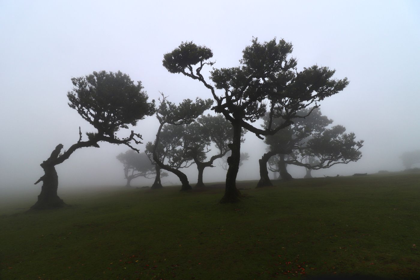Ancient moss-covered laurel trees in mist at Fanal, Madeira